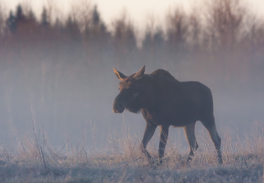  Põder sammub läbi udu