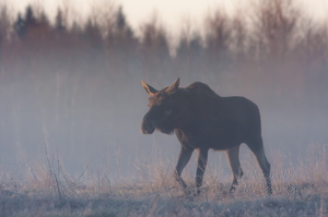  Põder sammub läbi udu