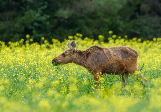 Põdra vasikas einestamas