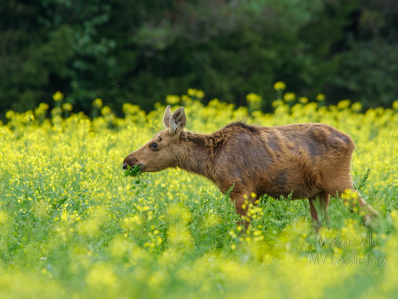Põdra vasikas einestamas