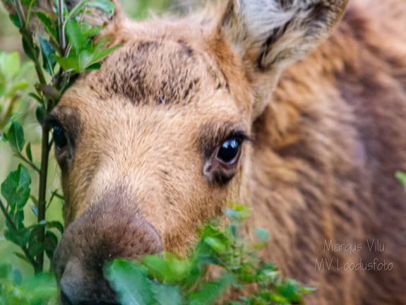  Noor põder piilumas