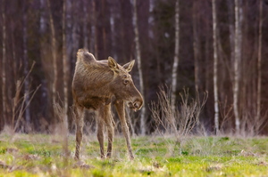  Põder näitab fotograafile keelt