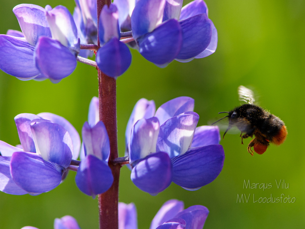  Kimalane ehk maamesilane, metsmesilane õiele lendamas