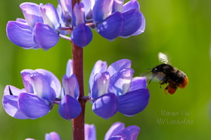  Kimalane ehk maamesilane, metsmesilane õiele lendamas