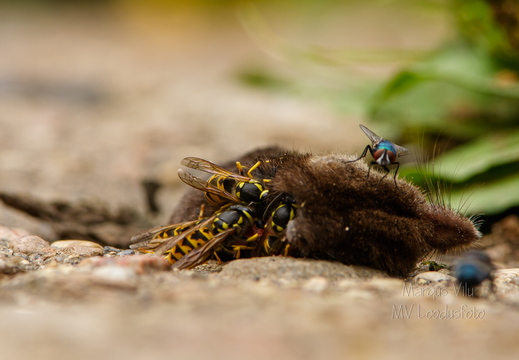  Herilaste pidusöök