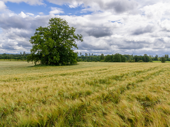  Üksik tamm keset viljapõldu