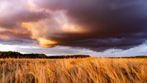  Äikesepilv viljapõllu kohal
