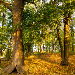  Salajane peidupaik Kadrioru pargis