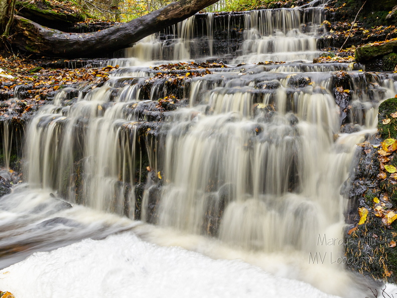 Vasaristi joastik sügisel