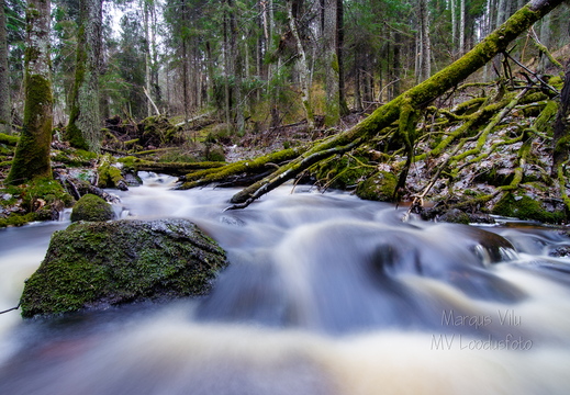 Mässlev oja sügavas metsas