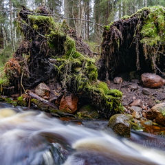 Ümber kukkunud puud oja ääres