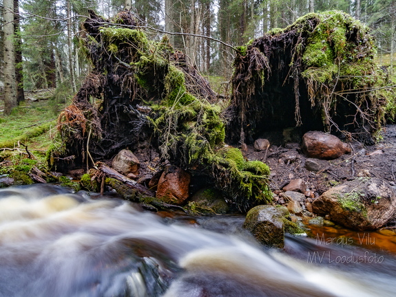 Ümber kukkunud puud oja ääres