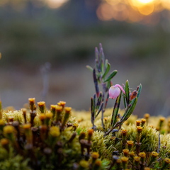 Harilik küüvits (Andromeda polifolia)