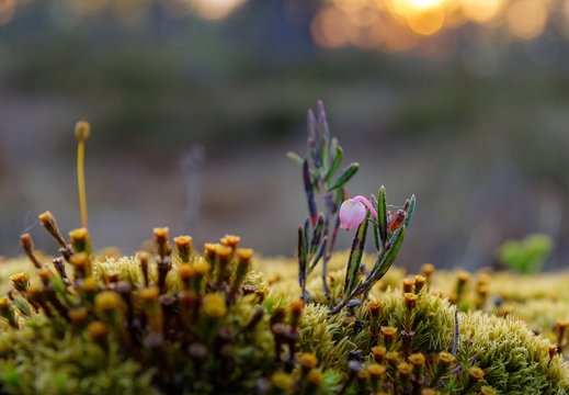 Harilik küüvits (Andromeda polifolia)