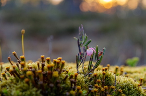Harilik küüvits (Andromeda polifolia)
