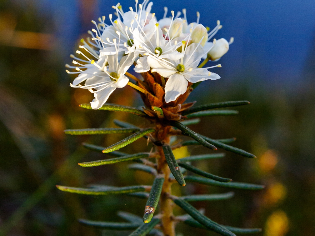  Sookail (Rhododendron tomentosum)
