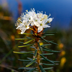  Sookail (Rhododendron tomentosum)