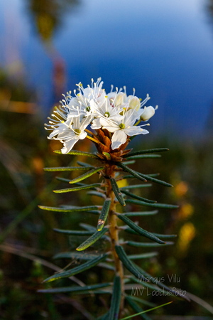  Sookail (Rhododendron tomentosum)