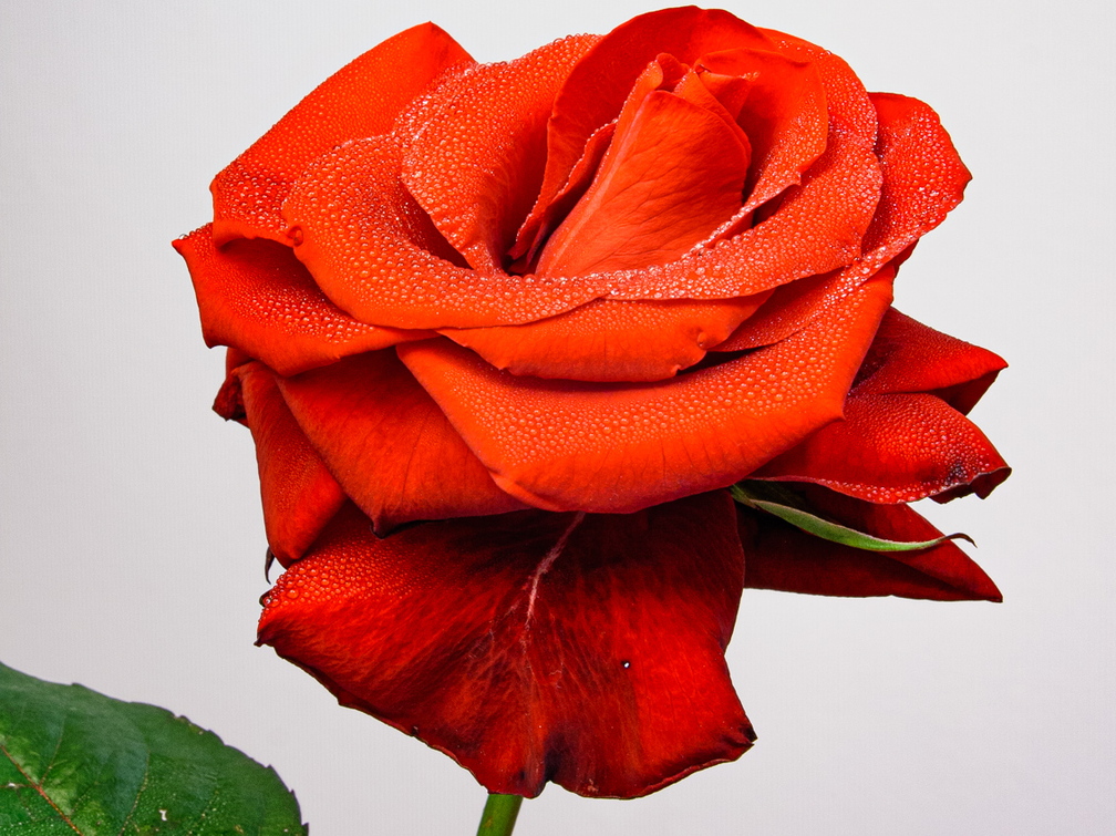  Portree punasest roosist