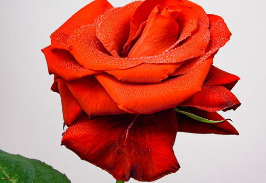  Portree punasest roosist