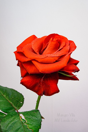  Portree punasest roosist