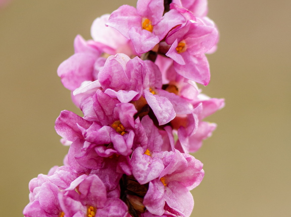  Harilik näsiniin (Daphne mezereum)