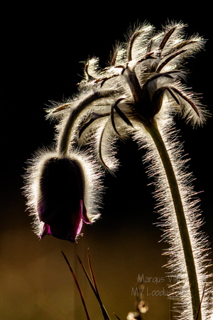  Aas-karukell (Pulsatilla pratensis) karvad