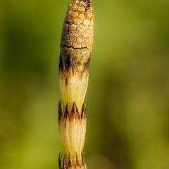  Põldosi (Equisetum arvense) 
