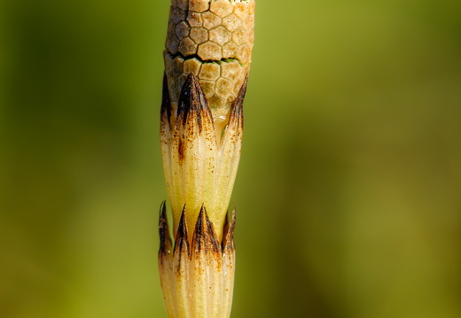  Põldosi (Equisetum arvense) 