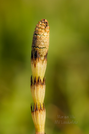  Põldosi (Equisetum arvense) 