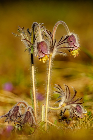  Aas-karukell (Pulsatilla pratensis)