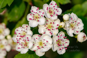  Harilik viirpuu (Crataegus rhipidophylla)