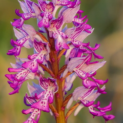 Hall käpp (Orchis militaris)