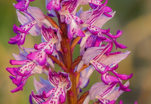 Hall käpp (Orchis militaris)