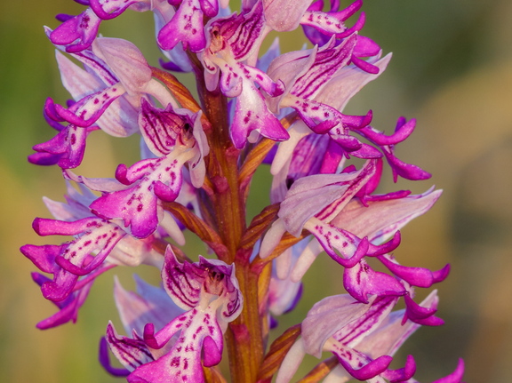 Hall käpp (Orchis militaris)