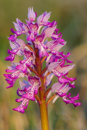 Hall käpp (Orchis militaris)