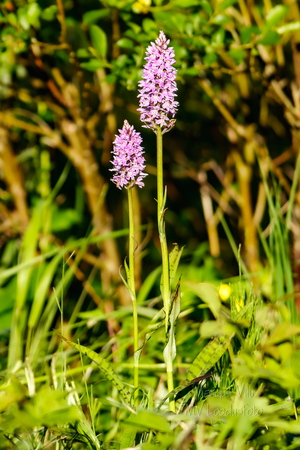 Vööthuul-sõrmkäpp (Dactylorhiza fuchsii)
