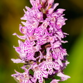 Vööthuul-sõrmkäpp (Dactylorhiza fuchsii)