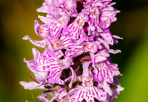 Vööthuul-sõrmkäpp (Dactylorhiza fuchsii)