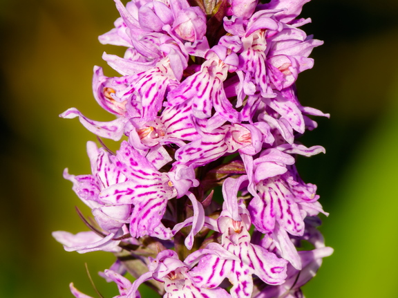 Vööthuul-sõrmkäpp (Dactylorhiza fuchsii)