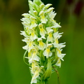 Kollakas sõrmkäpp (Dactylorhiza incarnata subsp. ochroleuca)