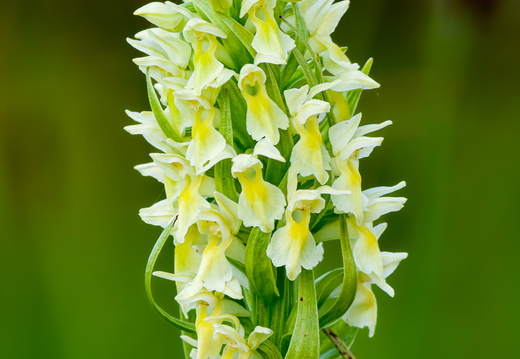 Kollakas sõrmkäpp (Dactylorhiza incarnata subsp. ochroleuca)