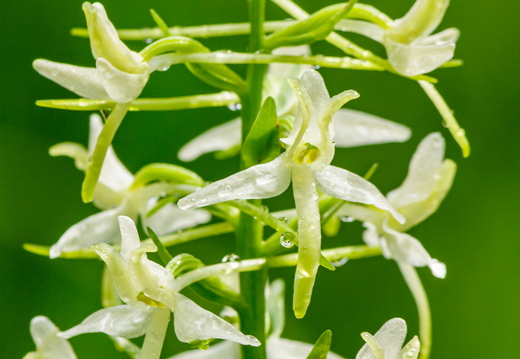   Ööviiuli ehk kahelehelise käokeele (Platanthera bifolia) õied