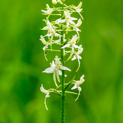   Ööviiul ehk kaheleheline käokeel (Platanthera bifolia)