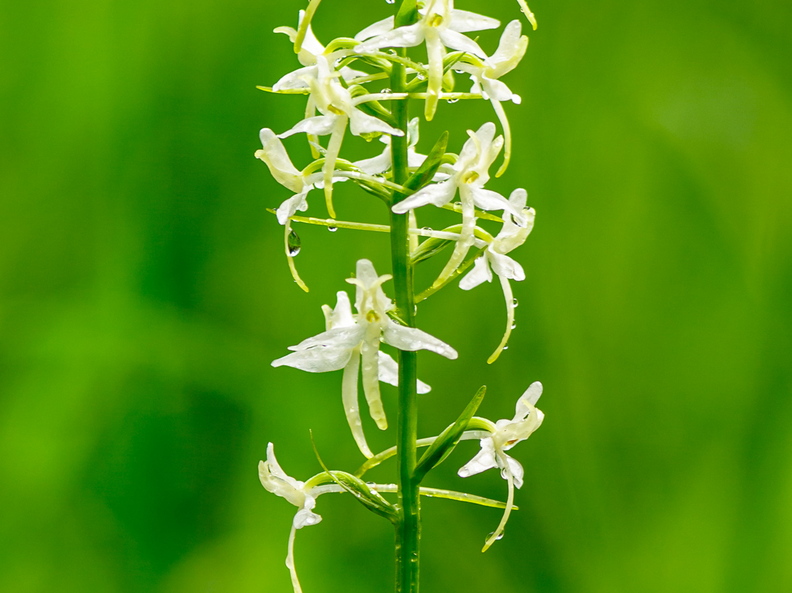   Ööviiul ehk kaheleheline käokeel (Platanthera bifolia)