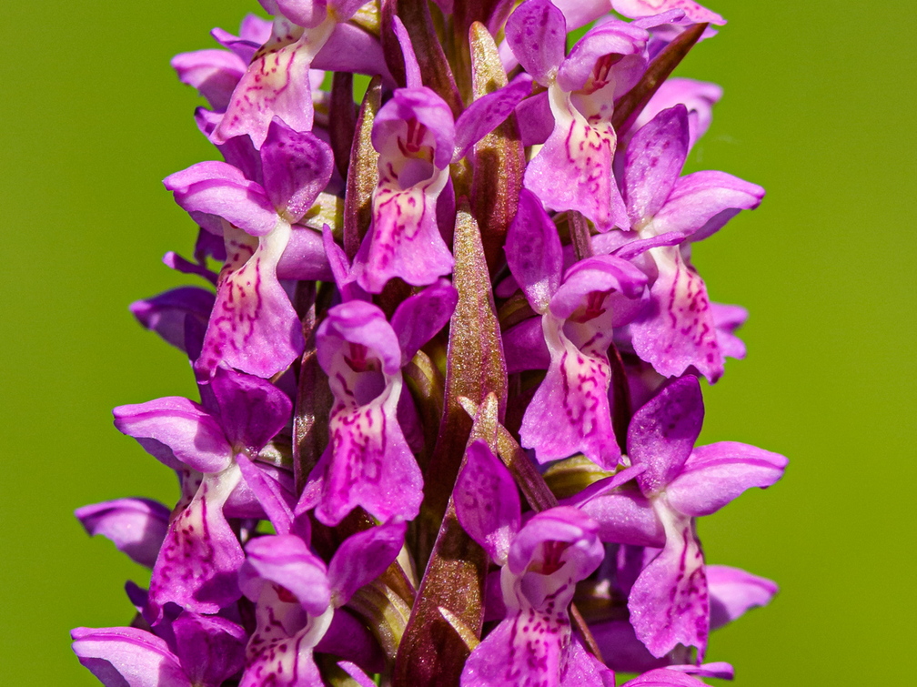 Kahkjaspunane sõrmkäpp (Dactylorhiza incarnata)