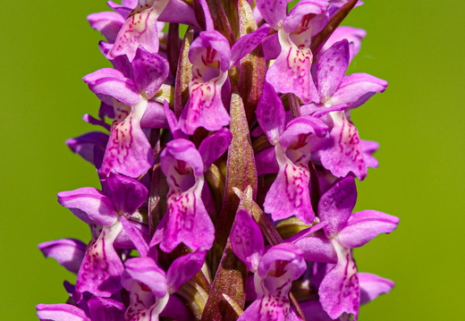 Kahkjaspunane sõrmkäpp (Dactylorhiza incarnata)