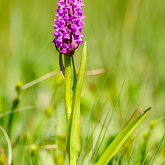 Kahkjaspunane sõrmkäpp (Dactylorhiza incarnata)