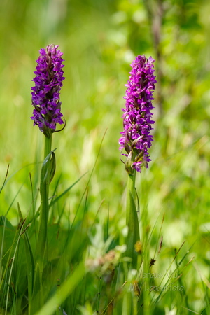 Kahkjaspunane sõrmkäpp (Dactylorhiza incarnata)