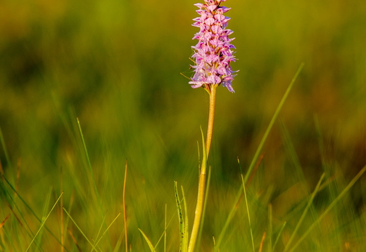 Vööthuul-sõrmkäpp (Dactylorhiza fuchsii)